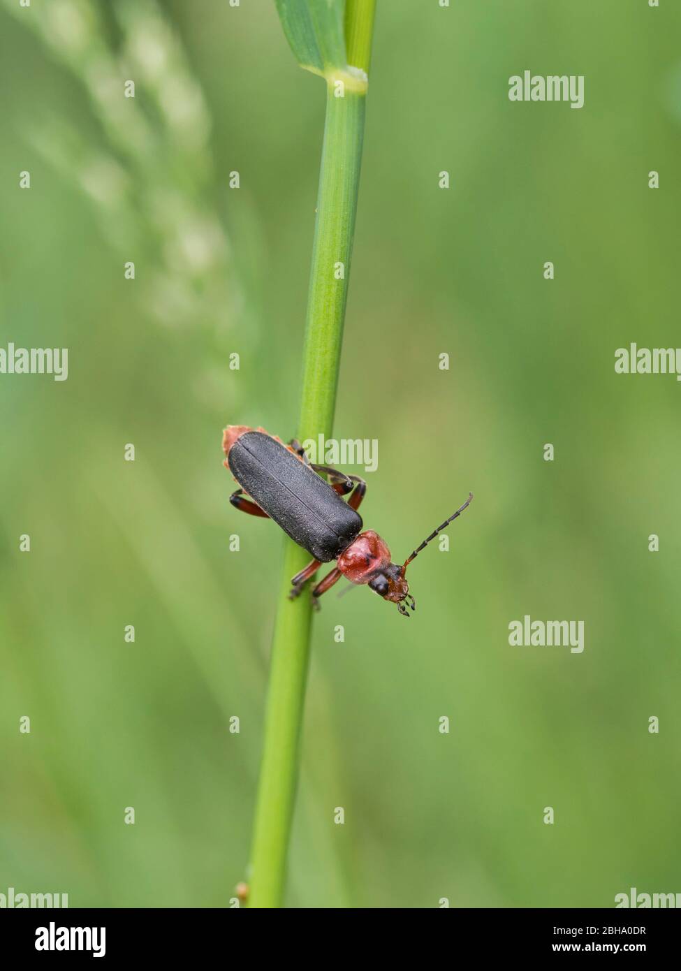 Le dendrostica, le scarabée du soldat, sur une lame d'herbe Banque D'Images