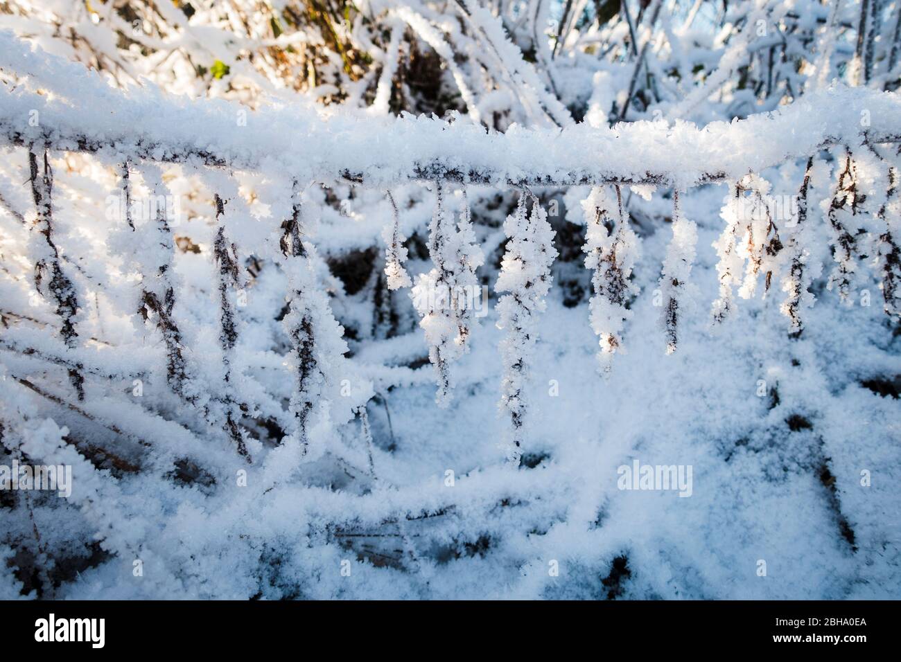 Sauerland, cristaux de neige et de glace sur les plantes, œuvres d'art de la nature, blanc, hiver, froid, givre, Banque D'Images