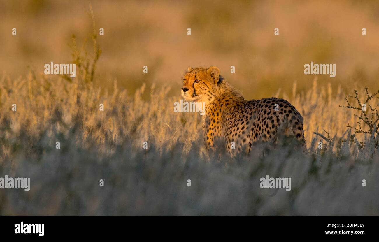 Cheetah (Acinonyx jubatus), Parc transfrontière de Kgalagadi, Namibie Banque D'Images