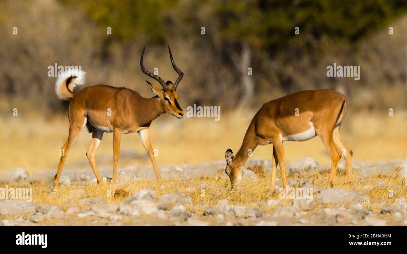 Antilopes mâles et femelles (Aepyceros melampus), Parc national d'Etosha, Namibie Banque D'Images