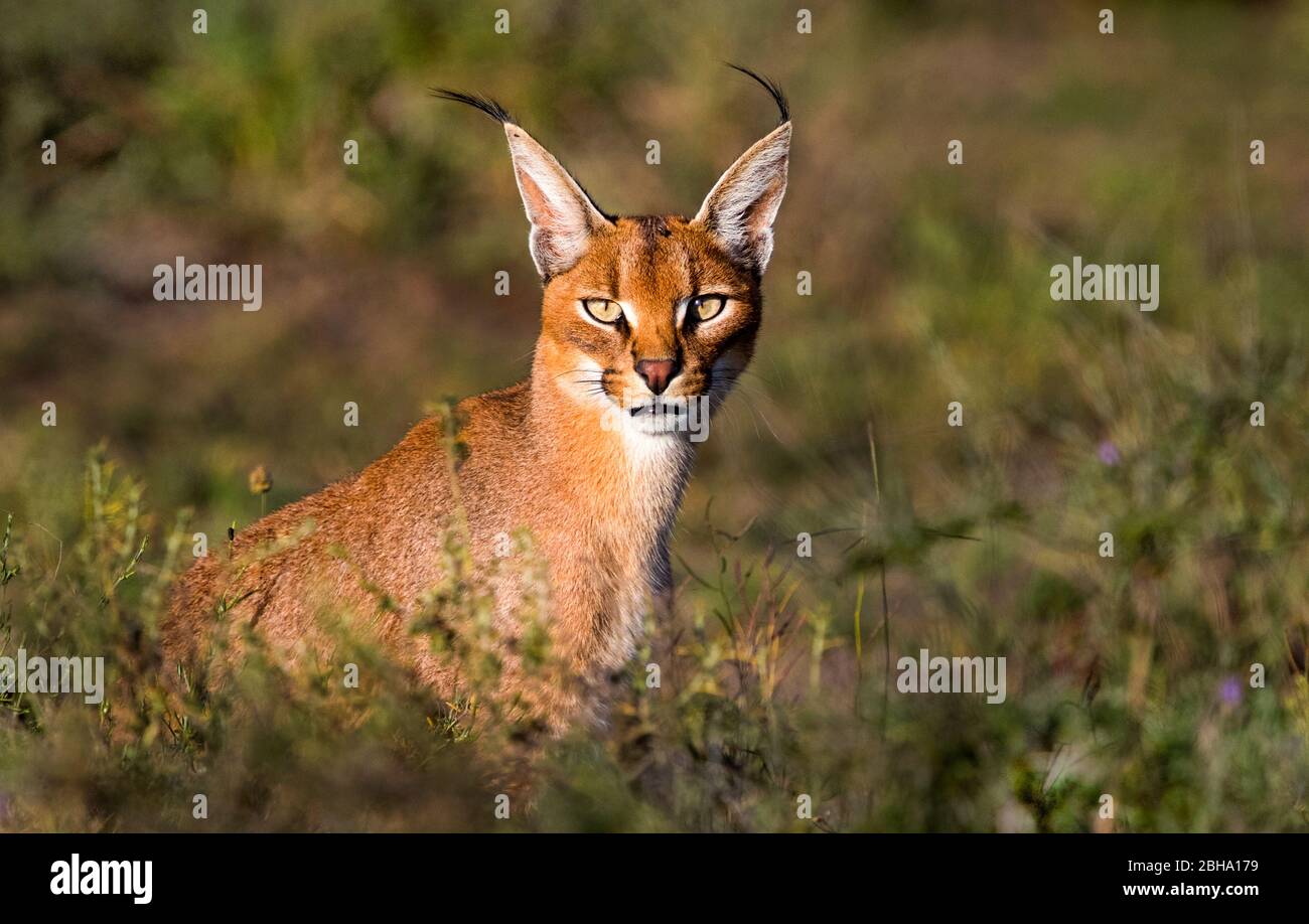 Caracal (Caracal caracal) regardant la caméra, Ngorongoro conservation Area, Tanzanie Banque D'Images