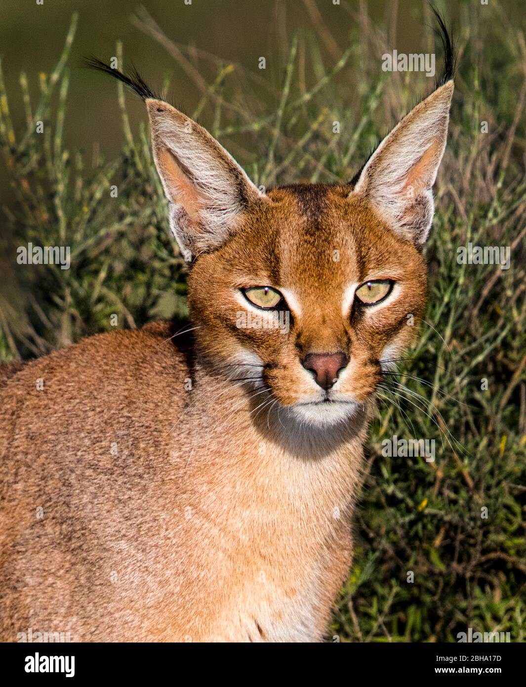 Caracal (Caracal caracal) regardant la caméra, Ngorongoro conservation Area, Tanzanie Banque D'Images