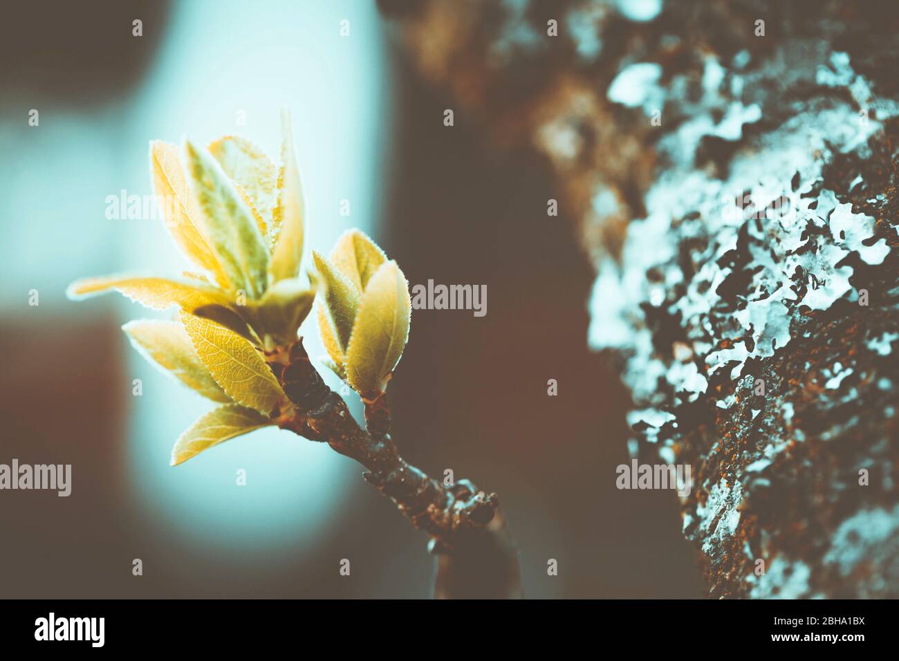 Fleurs abstraites, fleurs d'une cerise aigre pas encore ouverte, Prunus ceratus Banque D'Images