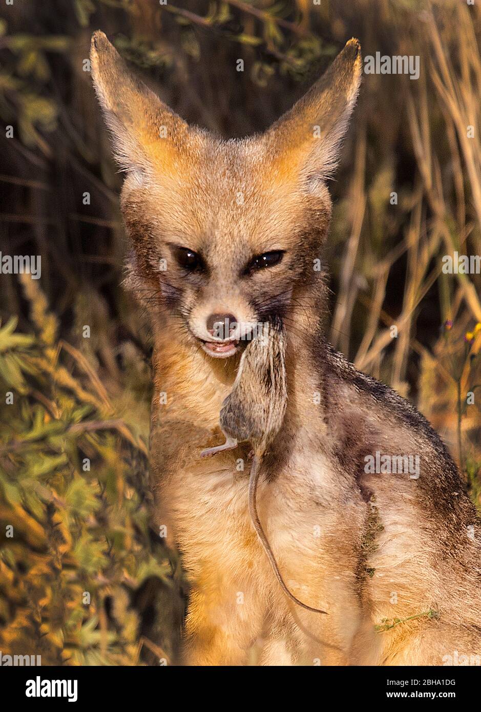 Le cap renard (Vulpes chama) avec souris de proie en bouche, Kgalagadi TransFrontier Park, Namibie Banque D'Images