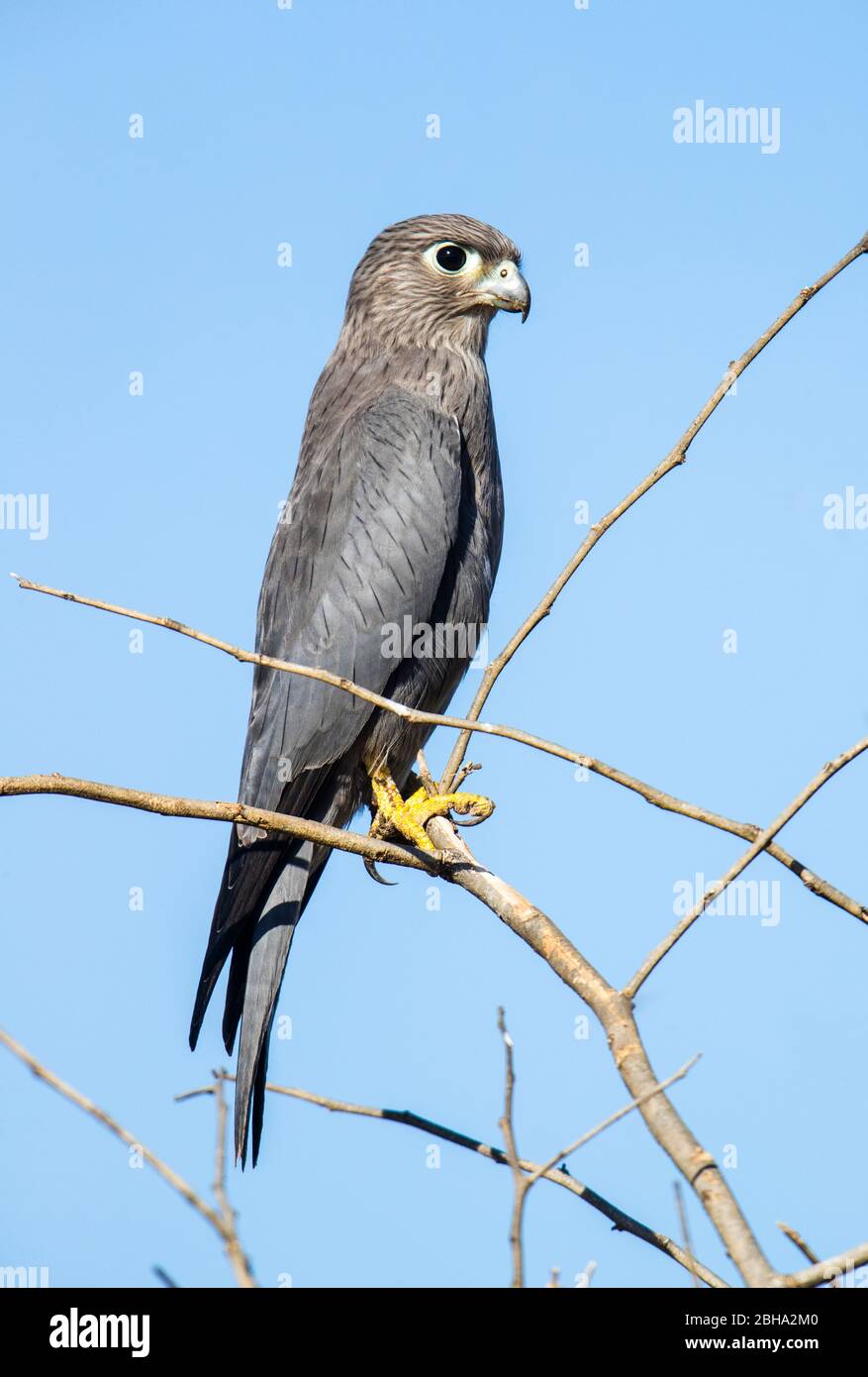 Le kestrel gris (Falco ardosiaceus) perce sur branche, Parc national de Tarangire, Tanzanie Banque D'Images