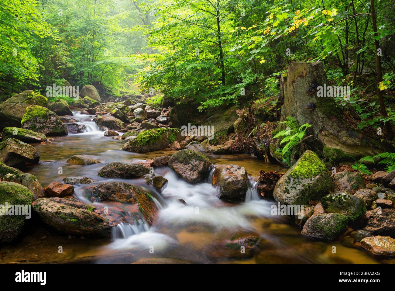 Ilse, Ilsetal, Fluss, Wald, Harz, Sachsen-Anhalt, Deutschland, Europa Banque D'Images