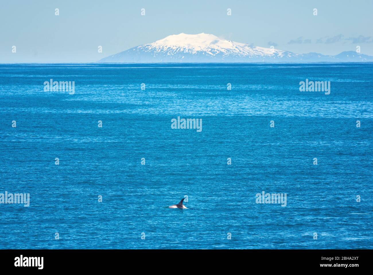 Dolphin, montagne, observation des baleines, baie, Reykjavik, Islande, Europe Banque D'Images