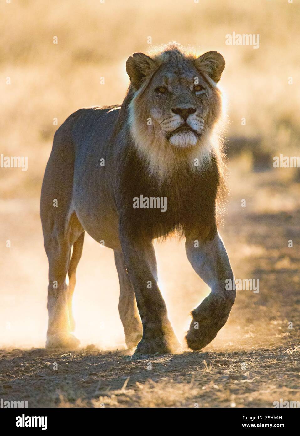Gros plan sur le lion, Kgalagadi TransFrontier Park, Namibie Banque D'Images