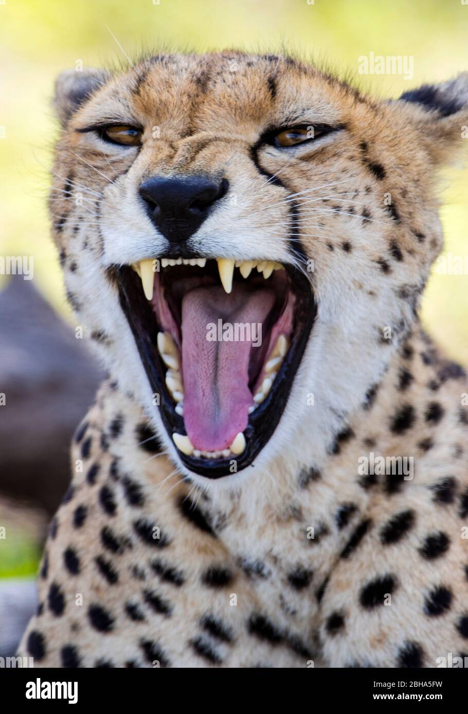 Gros plan de cheetah (Acinonyx jubatus) à bouche ouverte, zone de conservation de Ngorongoro, Tanzanie Banque D'Images