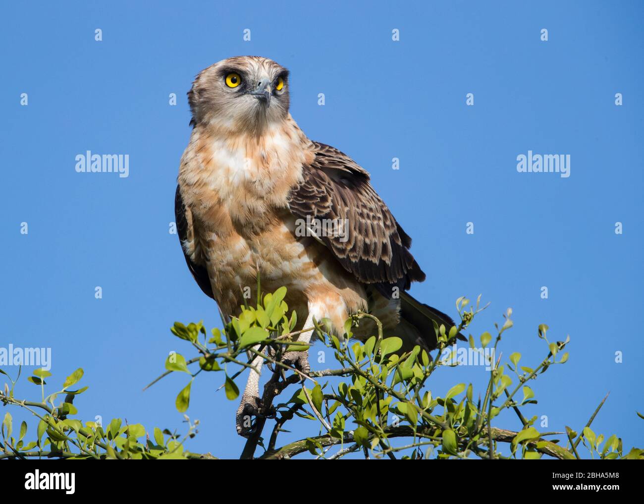 Aigle à serpent (Circaetus pectoralis), à chagé noir, perché sur arbre, zone de conservation de Ngorongoro, Tanzanie Banque D'Images