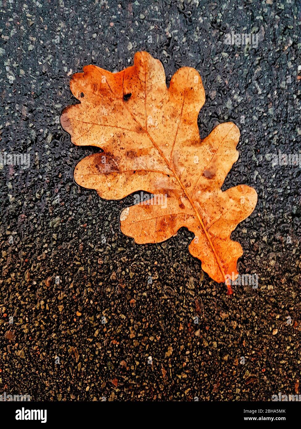 Feuilles de chêne sur la passerelle Banque D'Images