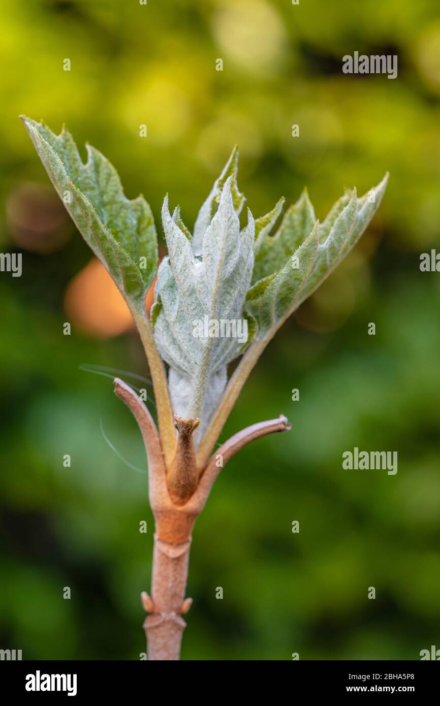 Hortensia de feuilles de chêne, pousse de feuilles, jeunes feuilles Banque D'Images