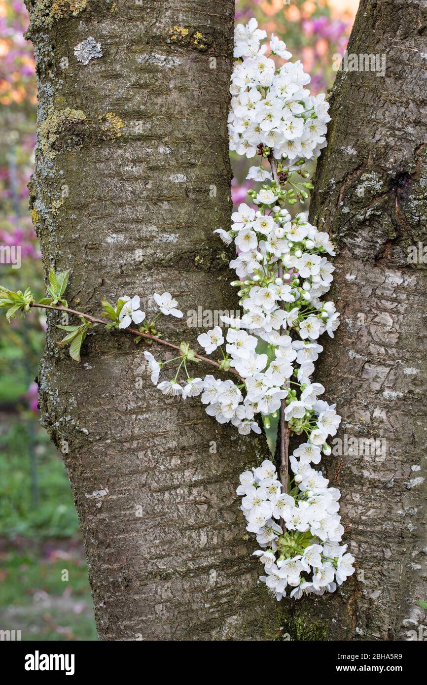 Cerisier, branche entre deux troncs d'arbres Banque D'Images