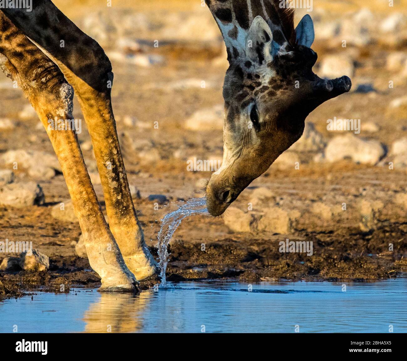 Gros plan sur l'eau potable de girafe du Sud, Parc national d'Etosha, Namibie Banque D'Images