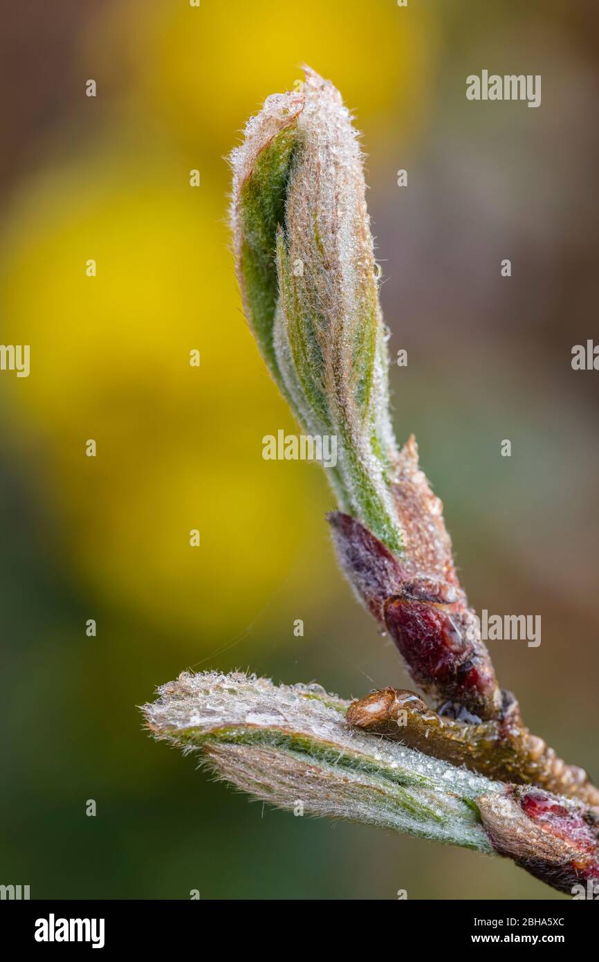 Hortensia feuilles de chêne, germe feuilles Banque D'Images