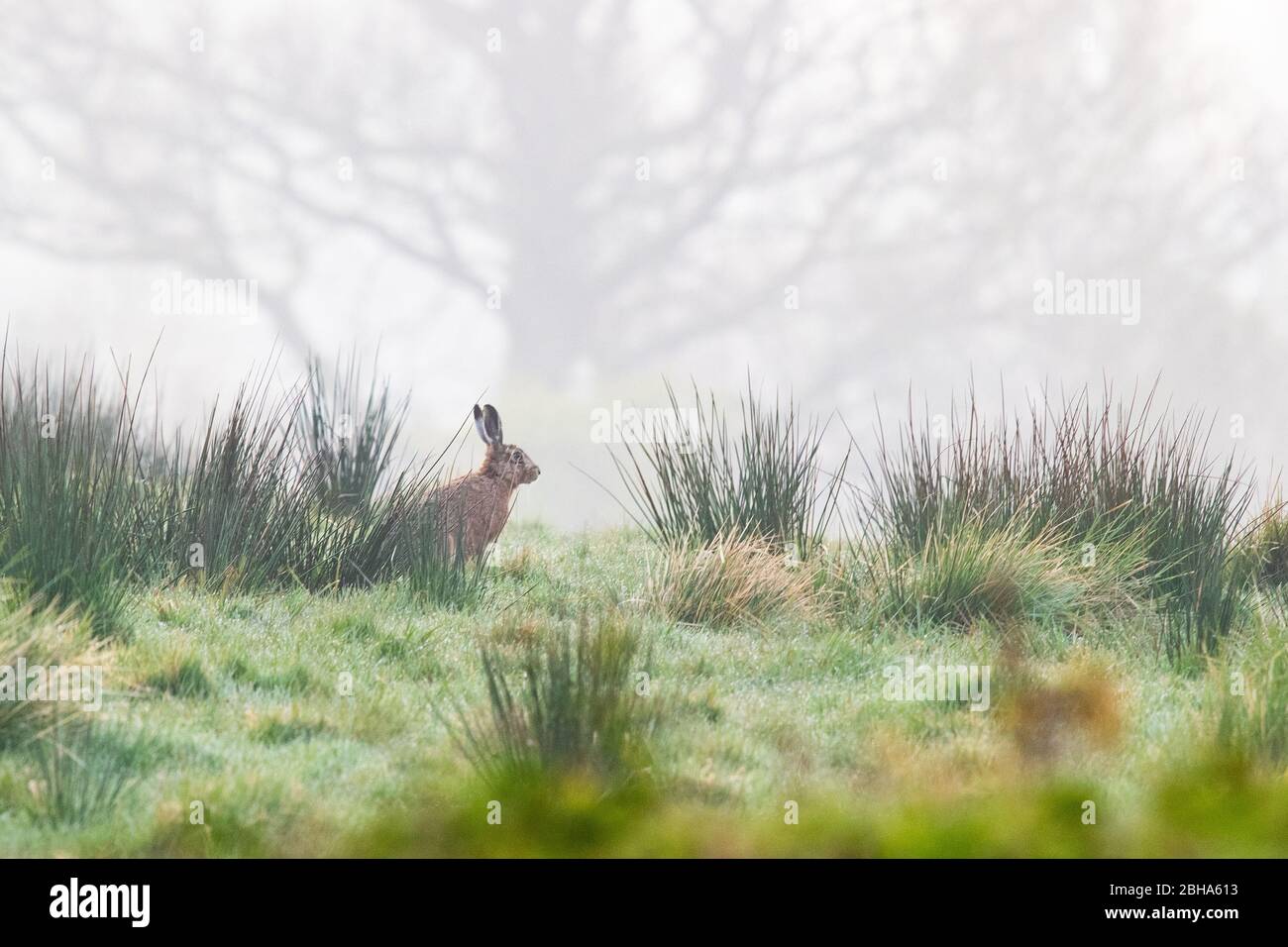 Lièvre brun (lepus europaeus) assis dans un champ herbacé le matin brumeux - Écosse, Royaume-Uni Banque D'Images