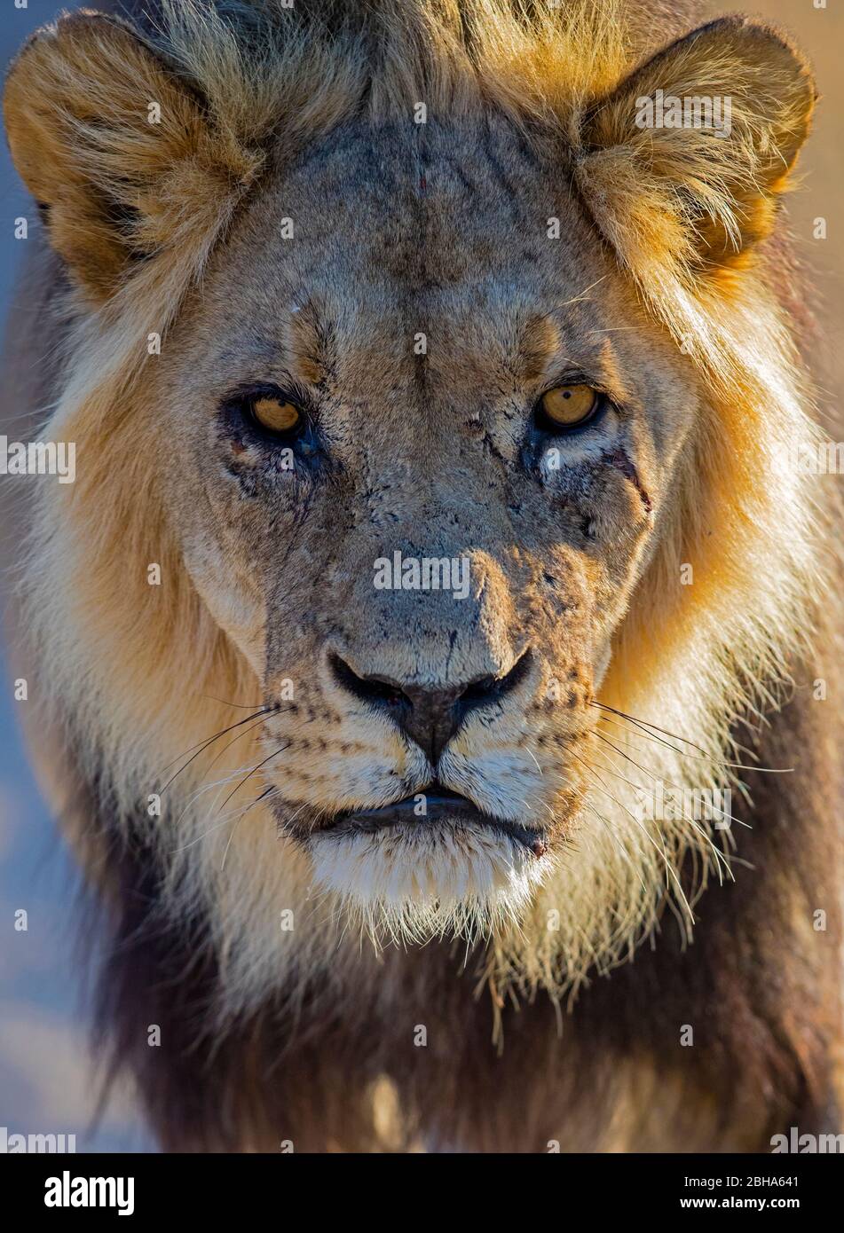 Lion regardant l'appareil photo, Kgalagadi TransFrontier Park, Namibie Banque D'Images