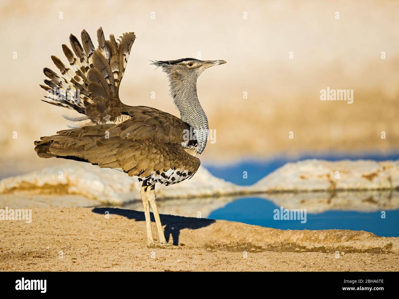 Photographie de nature de l'oiseau de buzard, Namibie Banque D'Images