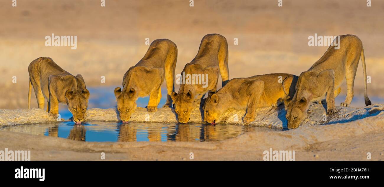 Groupe de lionesses (Panthera leo) au trou d'eau, Kgalagadi TransFrontier Park, Namibie Banque D'Images