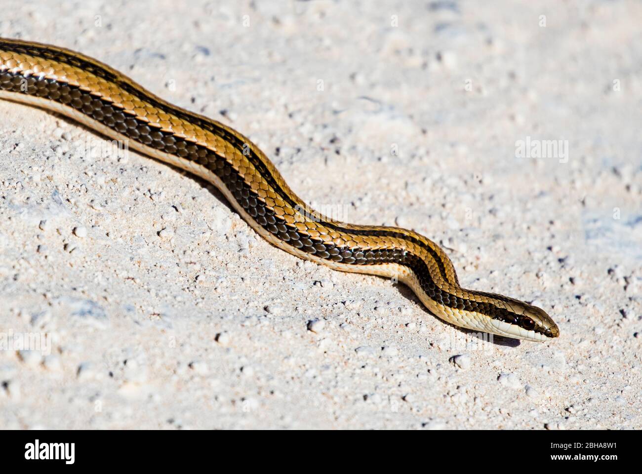 Serpent de sable, Parc national d'Etosha, Namibie Banque D'Images