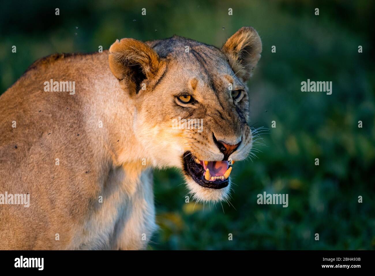 Tir de tête de roaring de lioness (Panthera leo), zone de conservation de Ngorongoro, Tanzanie Banque D'Images