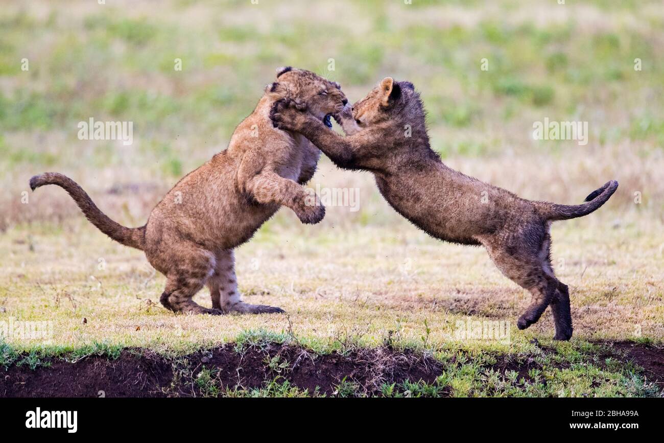 Lion (Panthera leo) lutte contre le jeu, Ngorongoro conservation Area, Tanzanie Banque D'Images