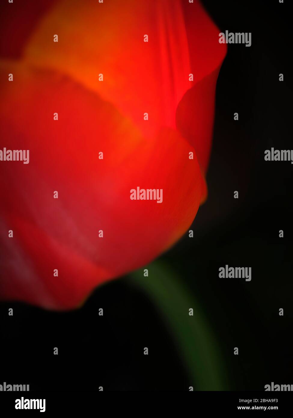 Belle photo d'art d'une tulipe Banque D'Images