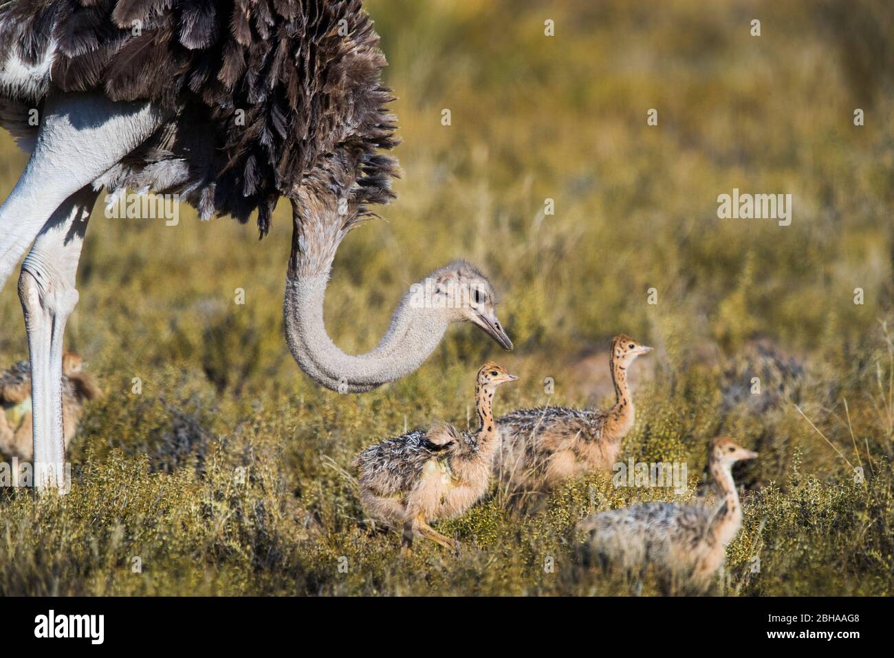 Proche de la famille Ostrich (Struthio camelus) , Kgalagadi TransFrontier Park, Namibie, Afrique Banque D'Images
