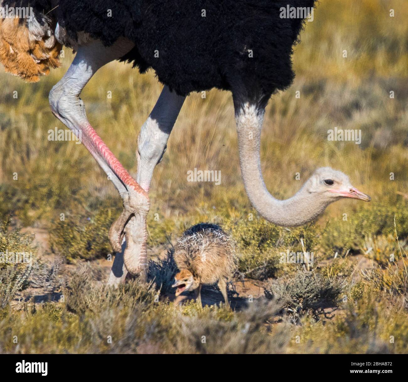 Gros plan sur les adultes et les petits autruches (Struthio camelus), le parc transfrontière de Kgalagadi, Namibie, Afrique Banque D'Images