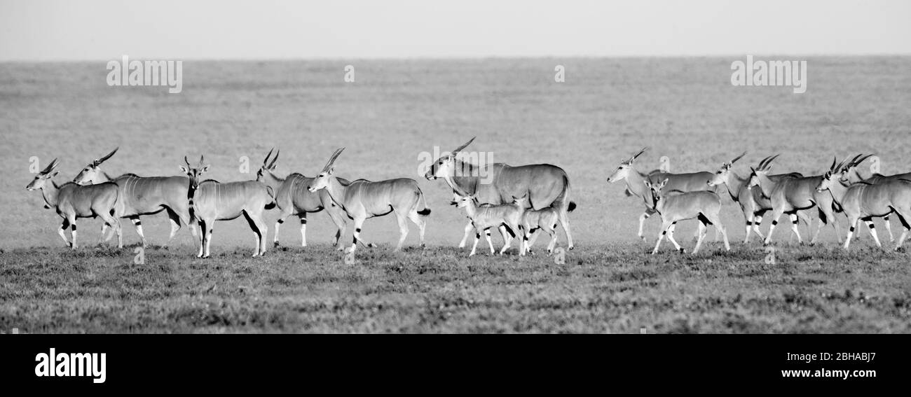 Vue sur le troupeau de Springbok (Antidorcas marsupialis), le parc transfrontière de Kgalagadi, Namibie, Afrique Banque D'Images