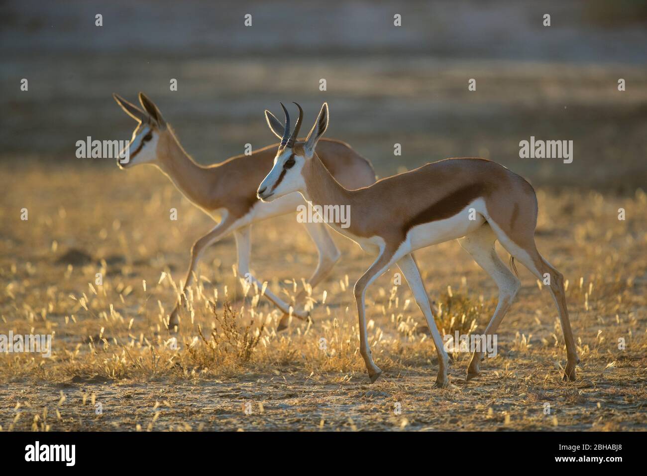 Vue sur deux Springbok (Antidorcas marsupialis), le parc transfrontière de Kgalagadi, Namibie, Afrique Banque D'Images
