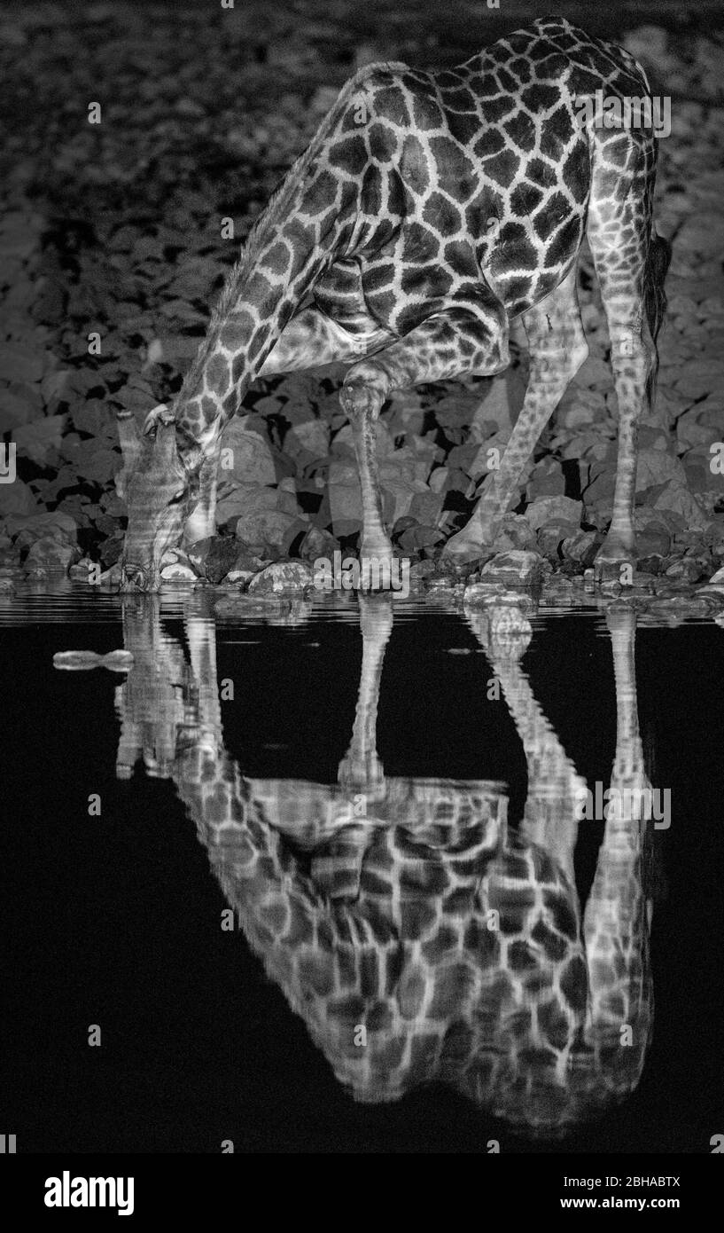 Gros plan sur l'eau potable de Giraffe du Sud (Giraffa) , Parc national d'Etosha, Namibie, Afrique Banque D'Images