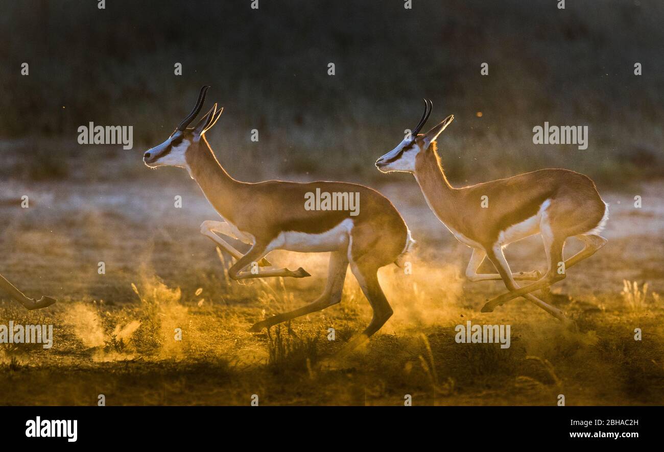 Vue sur deux Springbok en cours (Antidorcas marsupialis), Kgalagadi TransFrontier Park, Namibie, Afrique Banque D'Images