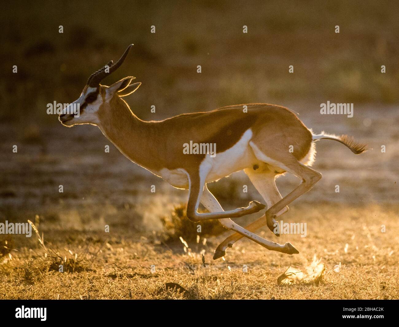 Vue sur le Springbok (Antidorcas marsupialis), le parc transfrontière de Kgalagadi, Namibie, Afrique Banque D'Images