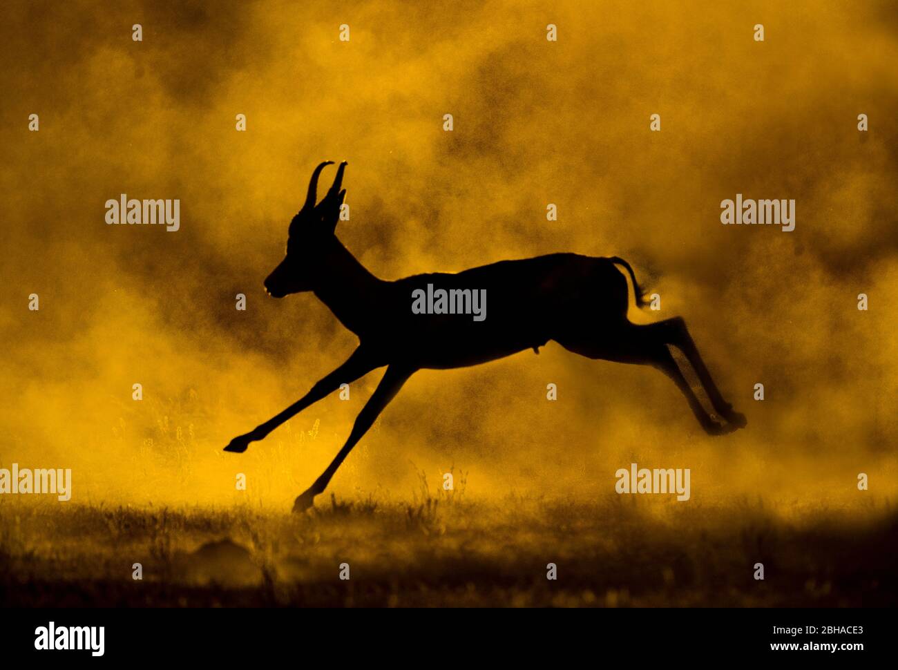 Vue sur le Springbok (Antidorcas marsupialis), le parc transfrontière de Kgalagadi, Namibie, Afrique Banque D'Images