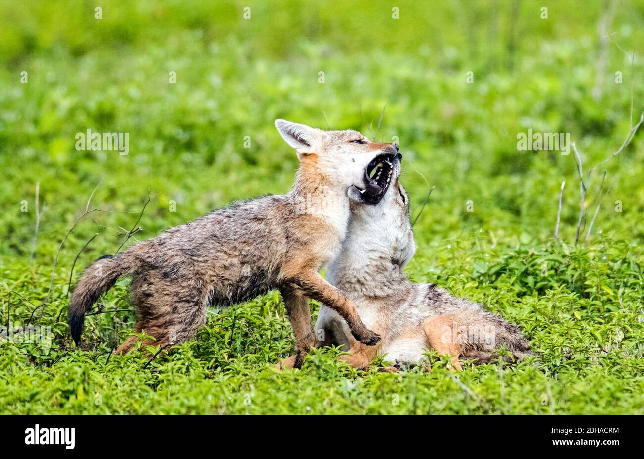 Vue de deux jackals d'or (Canis aureus) jouant, Ngorongoro Crater, Tanzanie, Afrique Banque D'Images