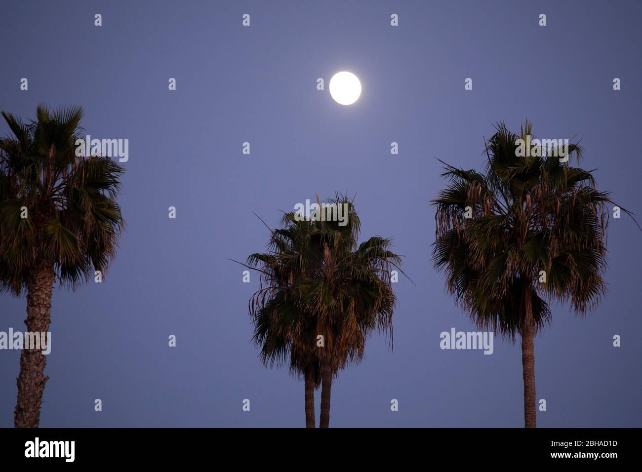 Lune au-dessus des palmiers la nuit, San Clemente, Californie, États-Unis Banque D'Images