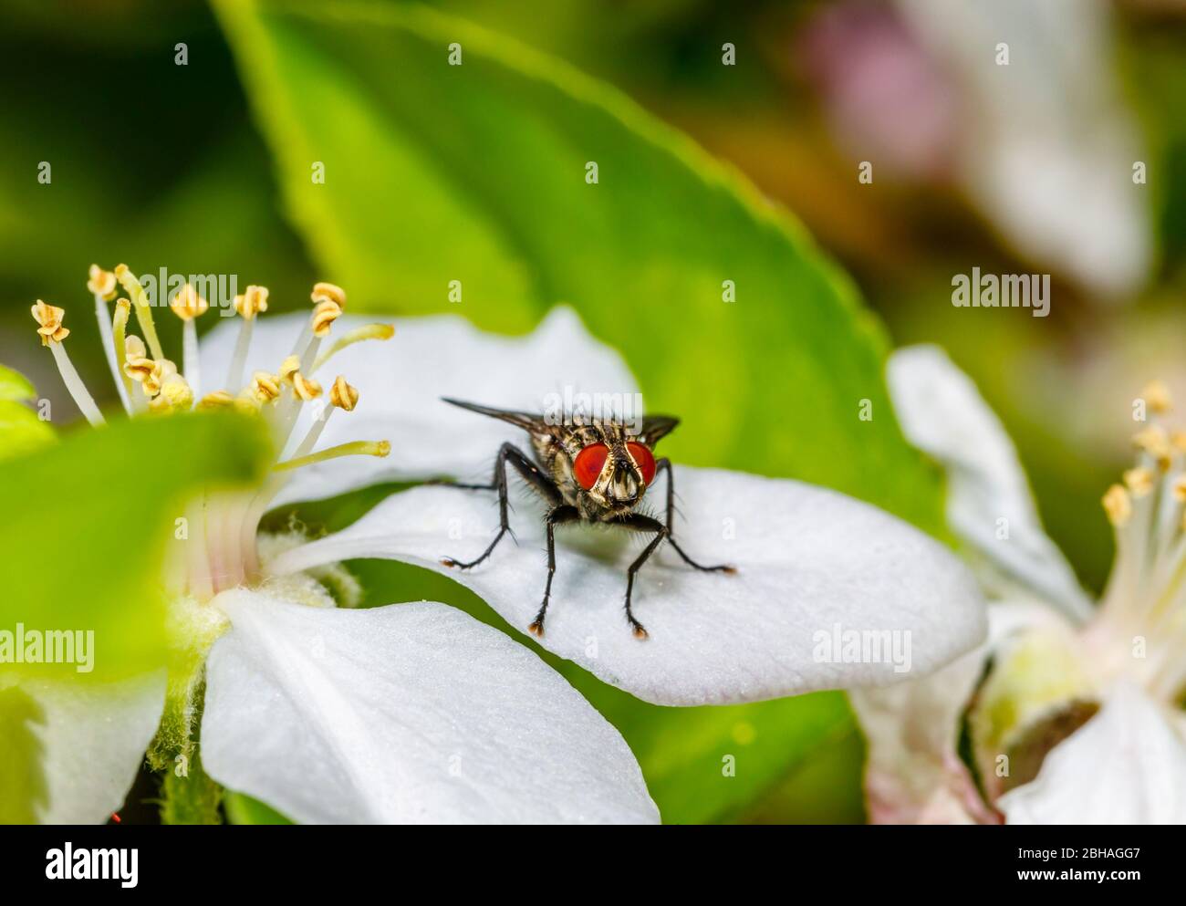 Minibeast: Mouche de chair (Sarcophaga nodosa), famille Sarcophagidae, avec de grands yeux rouges, debout sur un pétale blanc de pommier en fleur au printemps, Surrey Banque D'Images