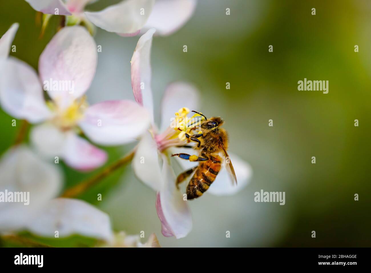 Minibeast: Une abeille de miel, API mellifera, la collecte du nectar et du pollen des étamines de fleurs blanches de pommier au printemps, Surrey Banque D'Images