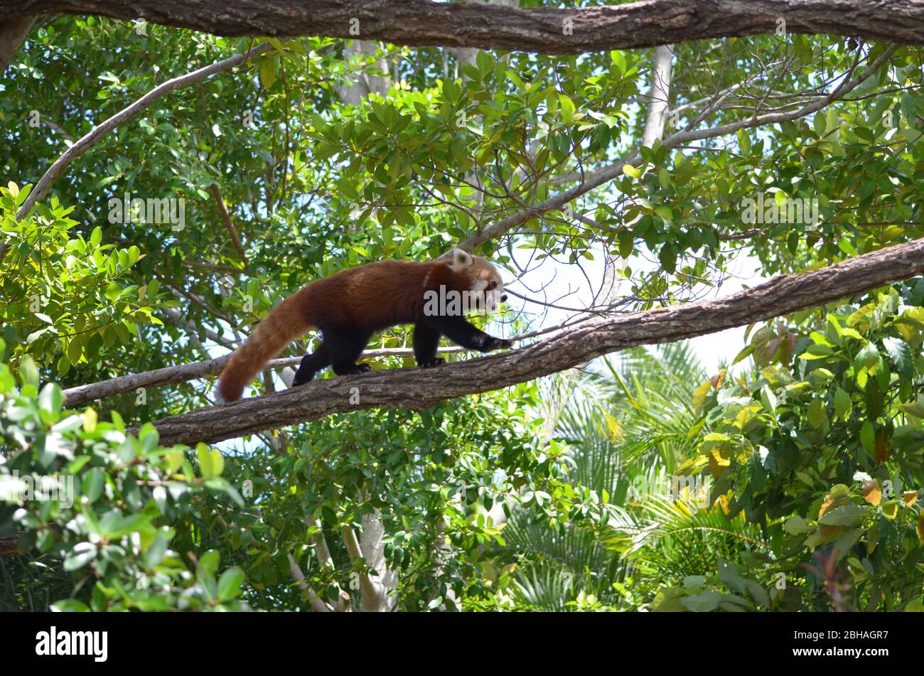 Le panda rouge Banque D'Images