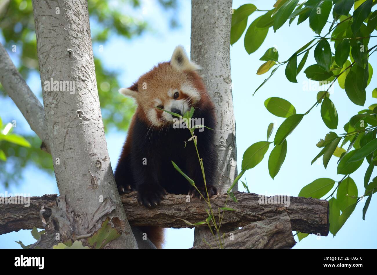 Le panda rouge Banque D'Images