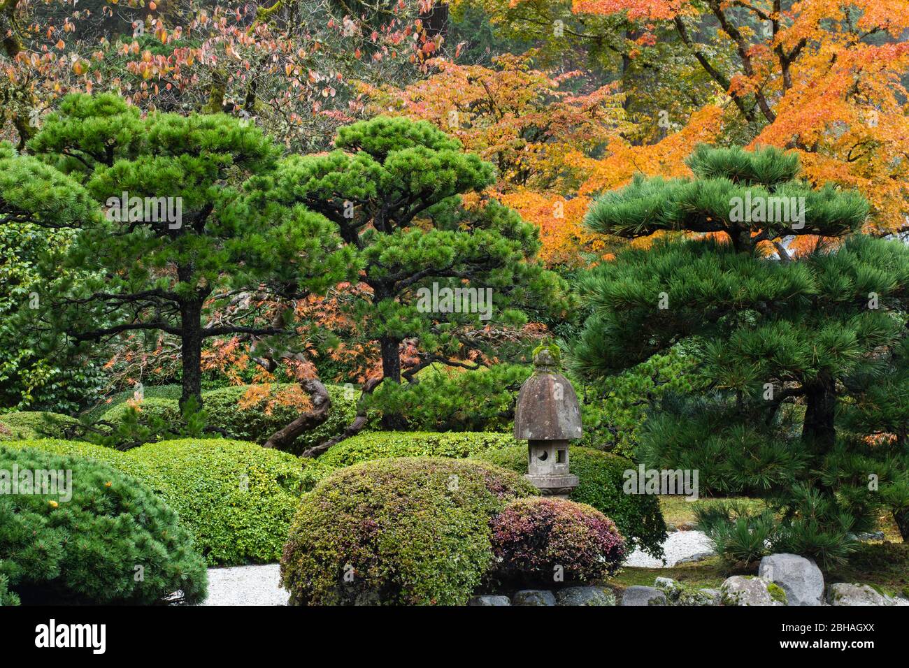 Arbres et buissons en automne dans le jardin japonais, Portland, Oregon, États-Unis Banque D'Images
