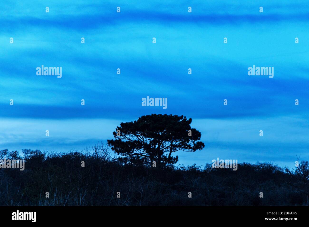 Paysage de dunes nocturnes sur la plage de la mer du Nord près de Renesse, aux Pays-Bas Banque D'Images