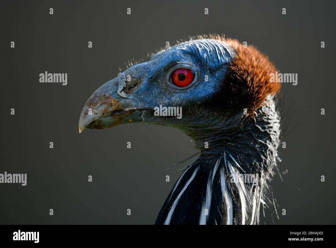 Vautour de la chouette guinéenne (acryllium vulturinum), portrait d'animal, captif, Allemagne Banque D'Images