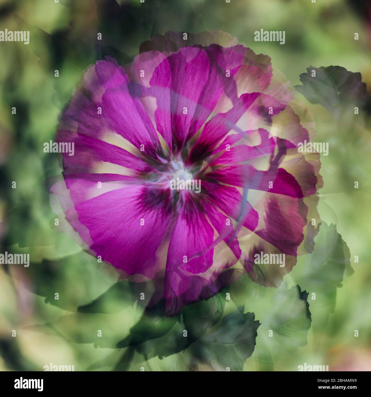 Hibiscus fleurs dans le soleil d'été Banque D'Images