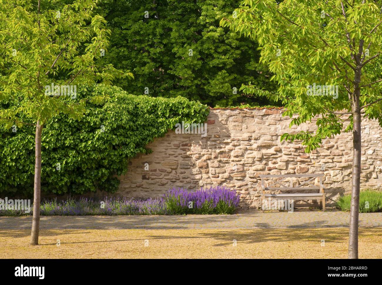 Europe, Allemagne, Saxe-Anhalt, Ilsenburg, Abbaye de Drübeck, Monastère bénédictin Saint-Vitus, 10ème siècle, jardin cloître avec mur cloître Banque D'Images