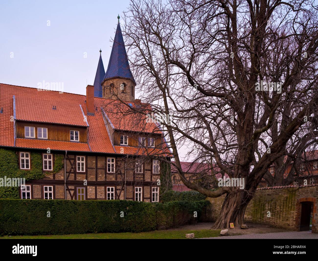 Europe, Allemagne, Saxe-Anhalt, Ilsenburg, Abbaye de Drübeck, Couvent bénédictin de Saint-Vitus, 10ème siècle, vieille châtaigne dans la cour du monastère Banque D'Images