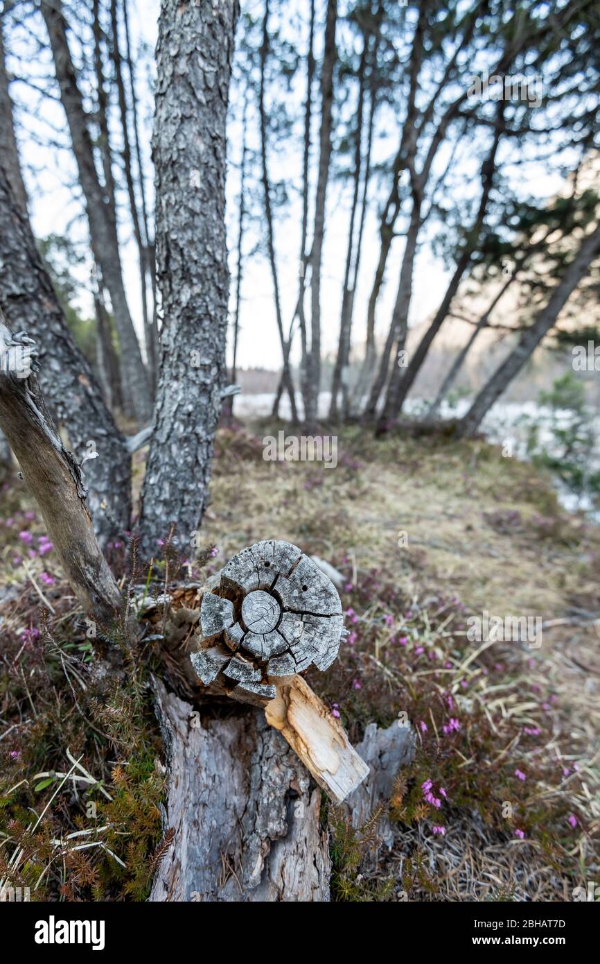 Une branche de pin scié avec deux trous, ressemble à un visage. Sur les rives de l'Isar supérieur près de Mittenwald. Banque D'Images