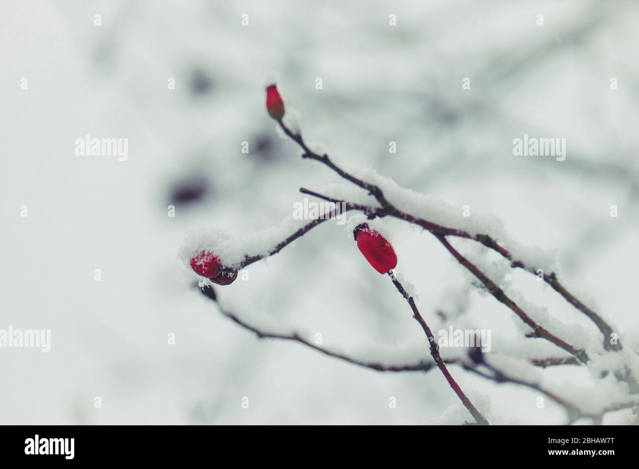 Rouge d'hiver : hanches roses recouvertes de neige Banque D'Images