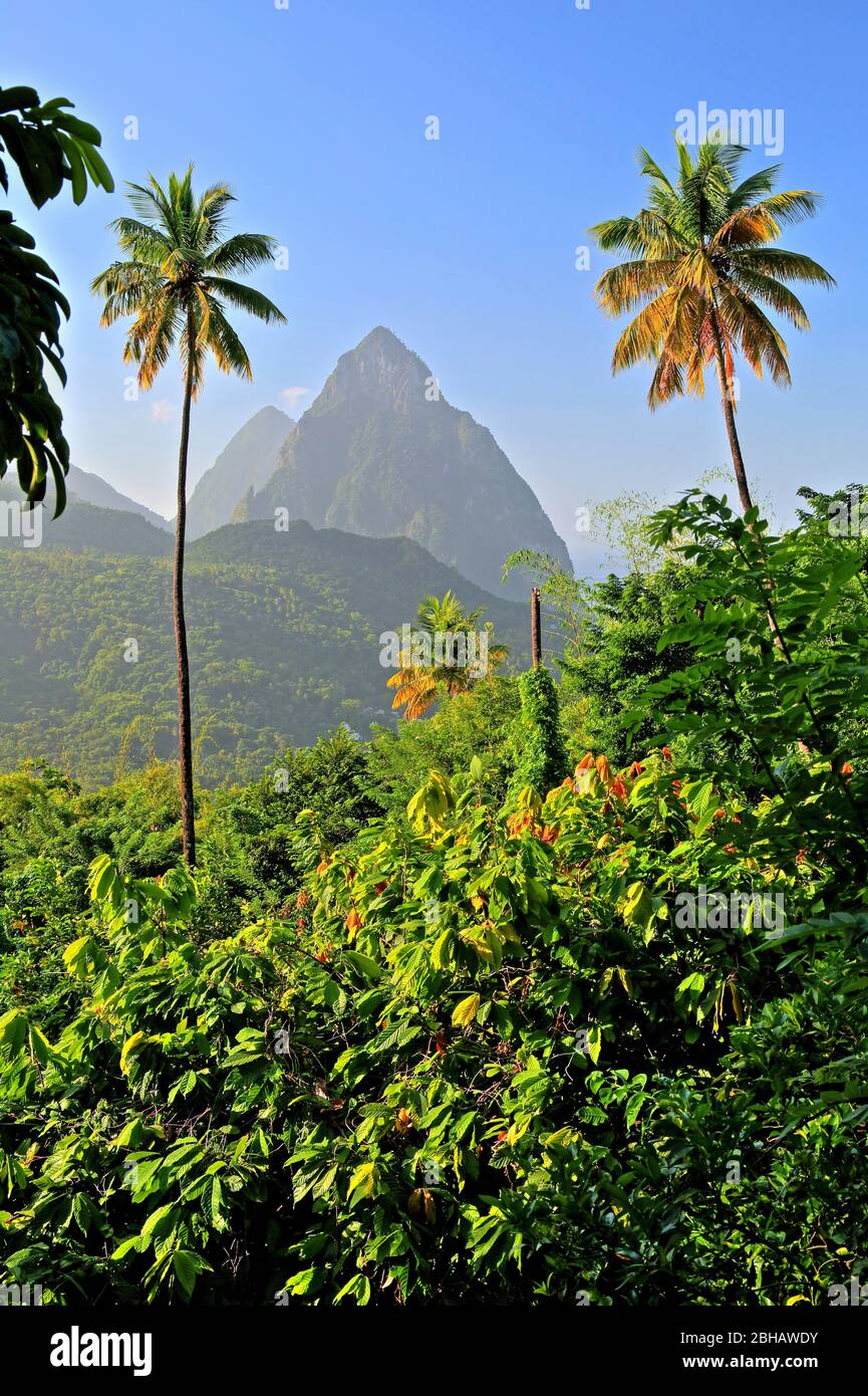 Paysage tropical avec les deux Pitons, gros Piton 770m et petit Piton 743m, Soufriere, Sainte-Lucie, Petites Antilles, Antilles, Antilles, Antilles, Caraïbes Banque D'Images